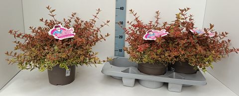 Abelia x grandiflora 'Lady Peach'
