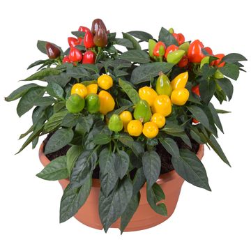 Capsicum annuum SAMBA MIX IN POT