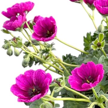 Geranium cinereum JOLLY JEWEL PURPLE