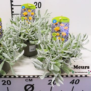 Didelta carnosa 'Silver Strand'
