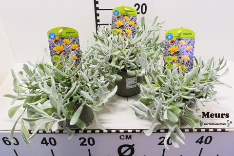 Didelta carnosa 'Silver Strand'