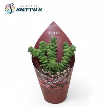 Crassula marnieriana