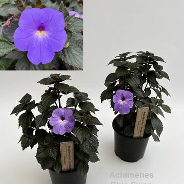 Achimenes 'Blue Swan'