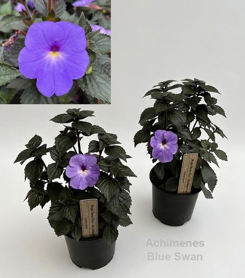 Achimenes 'Blue Swan'