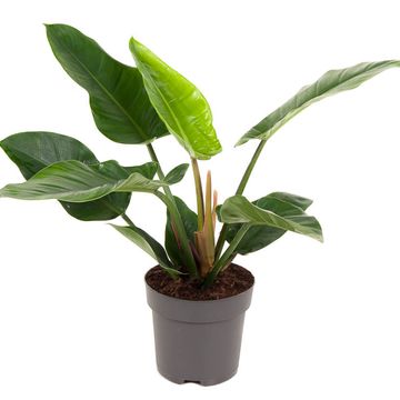 Philodendron 'Imperial Green'