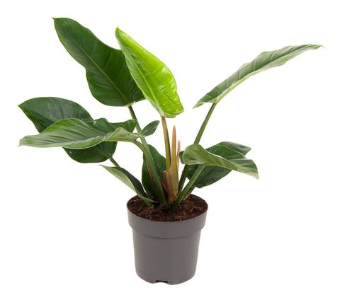 Philodendron 'Imperial Green'