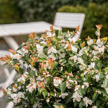 Camellia japonica 'Beauty Blush'