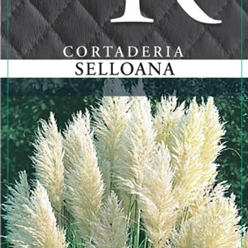 Cortaderia selloana