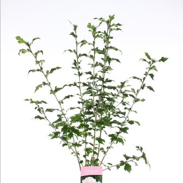 Hibiscus syriacus 'Lady Stanley'