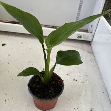 Strelitzia nicolai