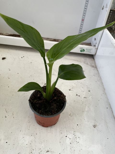 Strelitzia nicolai