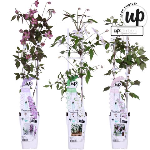 Clematis MONTANA MIX (M)