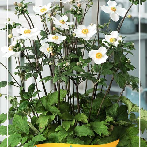 Anemone x hybrida 'Honorine Jobert' — Plant Wholesale FlorAccess
