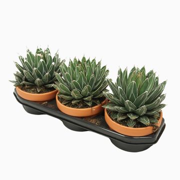 Agave victoriae-reginae