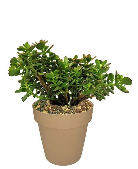 Crassula portulacea