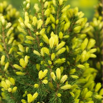 Picea glauca 'Daisy's White'
