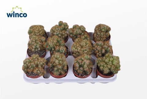 Cereus peruvianus monstrosus