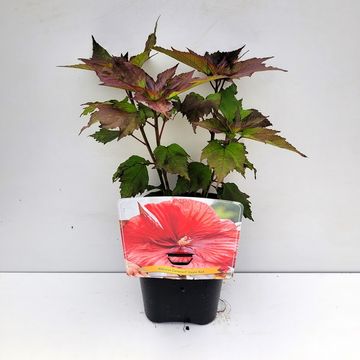 Hibiscus moscheutos CAROUSEL GEANT RED