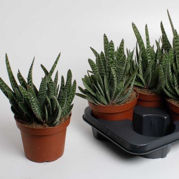 Gasteria carinata 'Big Ben'