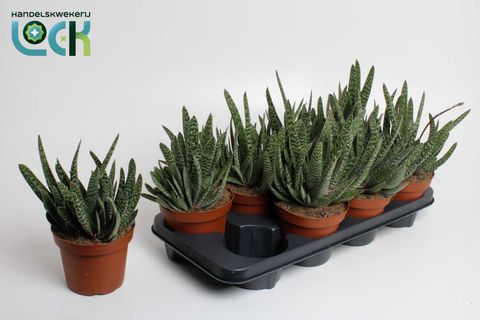 Gasteria carinata 'Big Ben'