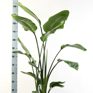 Strelitzia nicolai