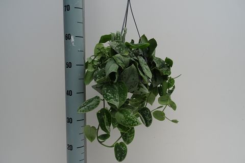 Scindapsus pictus 'Silvery Ann'