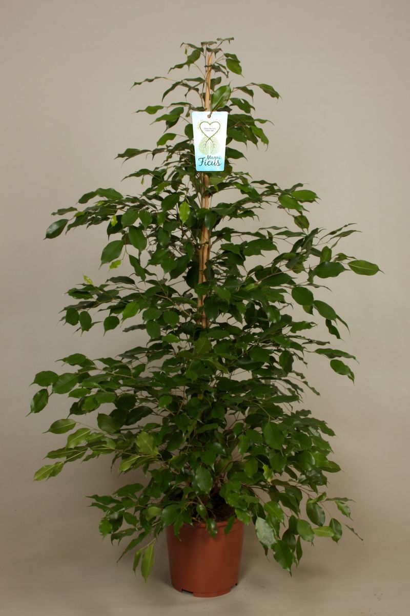 Ficus Benjamina Exotica P Cm H Cm Plant Wholesale Floraccess