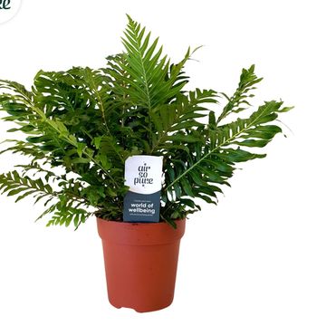 Blechnum gibbum 'Silver Lady'