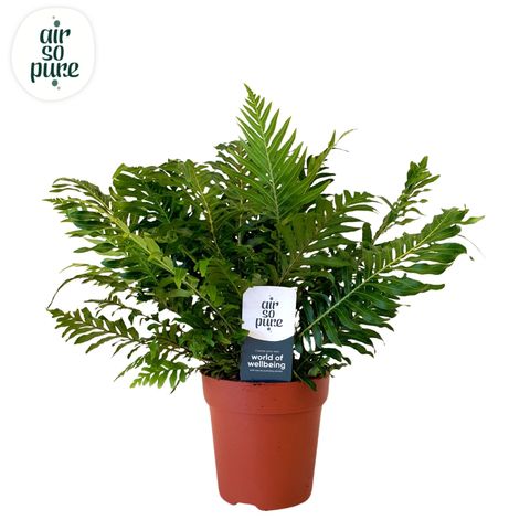 Blechnum gibbum 'Silver Lady'