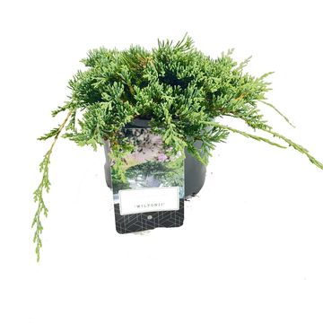 Juniperus horizontalis 'Wiltonii'