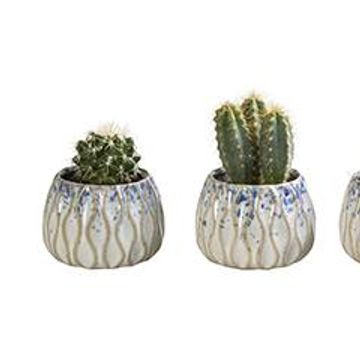 Cactus MIX