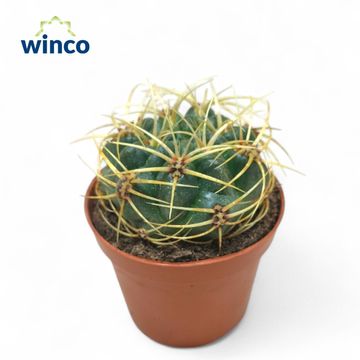 Gymnocalycium monvillei