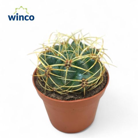 Gymnocalycium monvillei