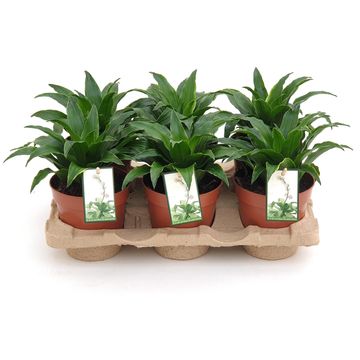 Dracaena fragrans 'Lemon Compacta'