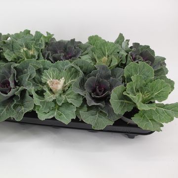 Brassica oleracea MIX