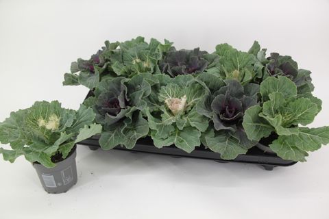 Brassica oleracea MIX