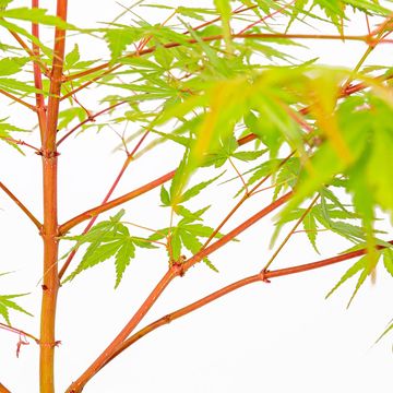 Acer palmatum 'Сангокаку'