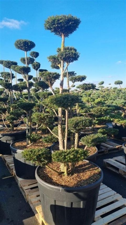 Taxus baccata