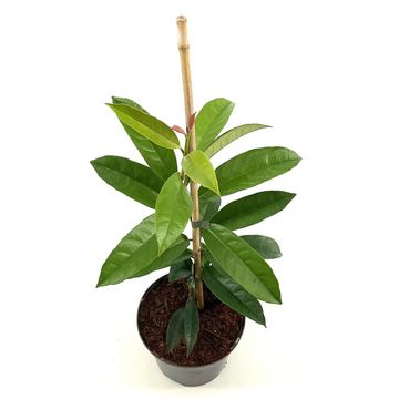 Pileostegia viburnoides