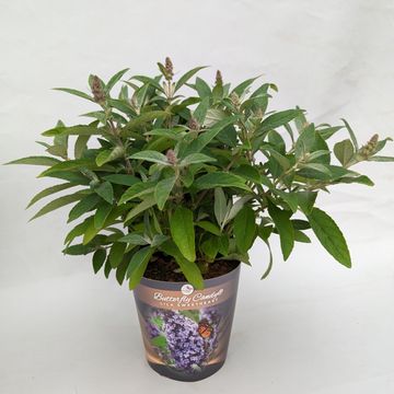Buddleja davidii BUTTERFLY CANDY LILA SWEETHEART