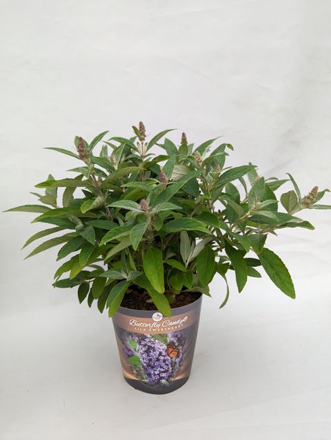 Buddleja davidii BUTTERFLY CANDY LILA SWEETHEART