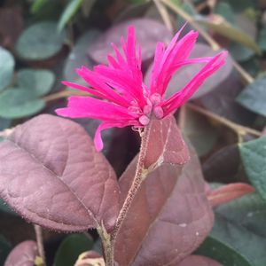 Loropetalum chinense 'Daybreak's Flame' (About Plants Zundert BV)