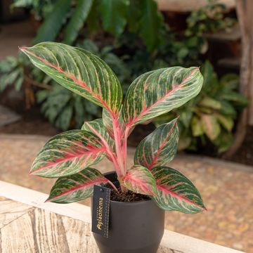 Aglaonema 'Olive Red'