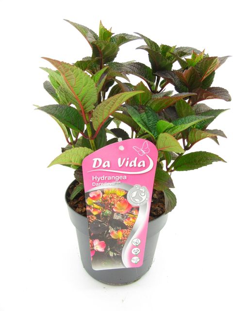 Hydrangea serrata DAREDEVIL