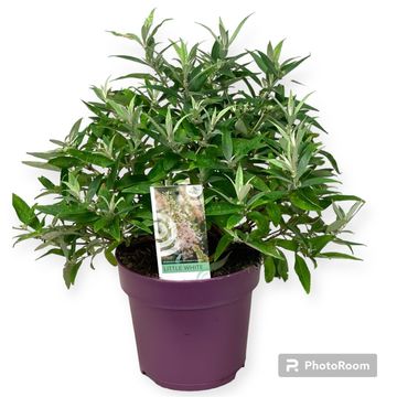Buddleja davidii BUTTERFLY CANDY LITTLE WHITE