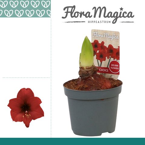 Hippeastrum 'Top Choice'