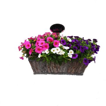 Perennials MIX IN POT