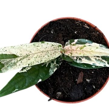 Ficus sagittata PINK