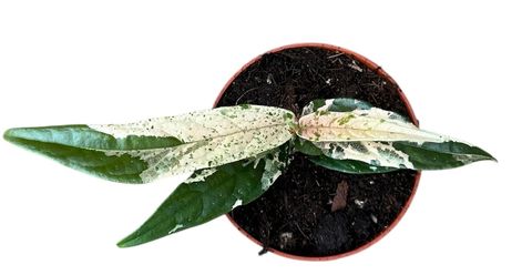 Ficus sagittata PINK