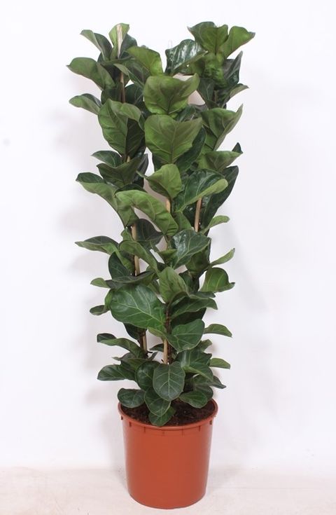 Ficus lyrata 'Bambino'